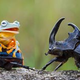 Illustration for article titled Can this picture of a frog riding a beetle be real or is it fake?